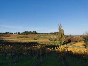 Vignes de Fronsac aux couleurs dorées de l’automne